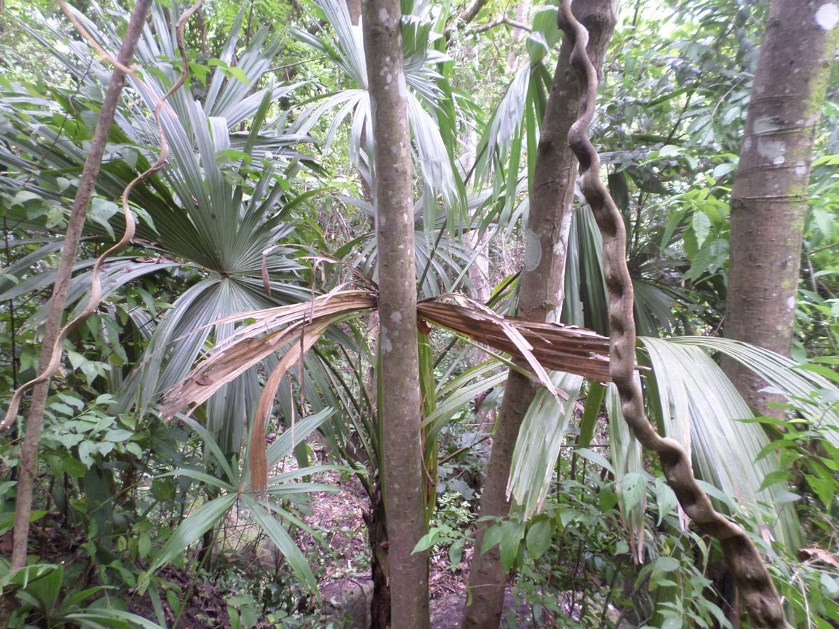 Las Mananitas De La Sierra El Zaino Ngoại thất bức ảnh